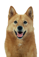 portrait finnish spitz finlandais la gueule entrouverte