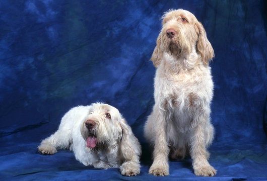 deux spinone en studio sur fond bleu assis et couch&eacute;s