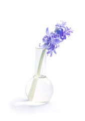 Hyacinth flower in glass flask