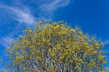 Obraz premium spring willow