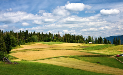 Mountain summer landscape