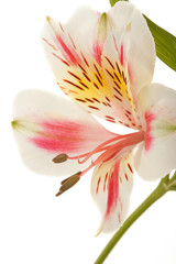 Alsrtoemeria