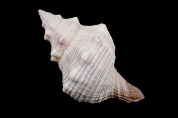 Sea shell