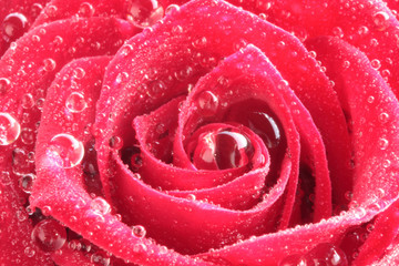 Rose mit Tautropfen