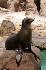 Seal..
