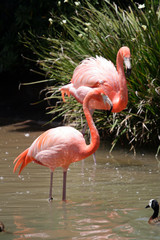 Flamingo..