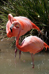 Fototapeta na wymiar Flamingo ..