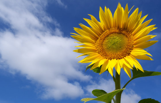 Sunflower in sky