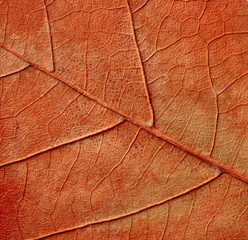 leaf veins closeup