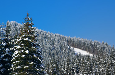 Ski Resort