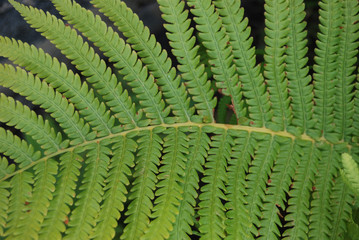 Fern