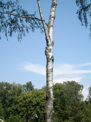 Fototapeta premium Birch