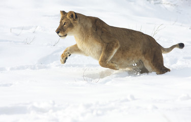 a lioness in a winter scene