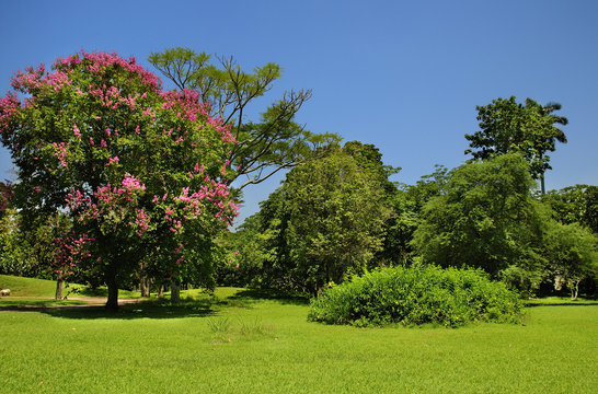 Green trees under blue sky