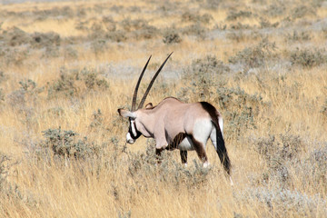 Oryx