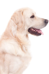 Golden Retriever Portrait
