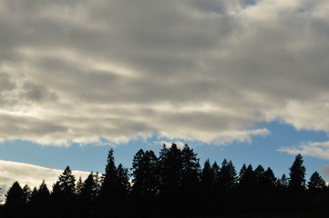 Sillhouette of forest tree against sky