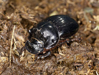 Horned dung beetle (Copris lunaris) on dung. Macro photo.