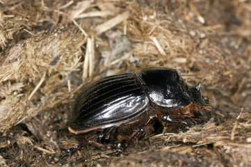 Horned dung beetle (Copris lunaris) on dung. Macro photo.