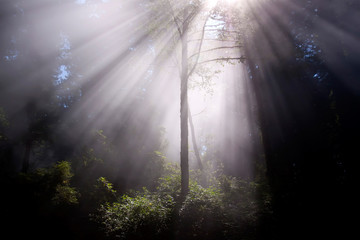 Sunrays through trees