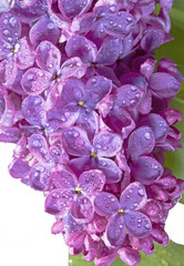 Obraz na płótnie Canvas Lilac