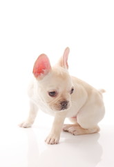 フレンチブルドッグ