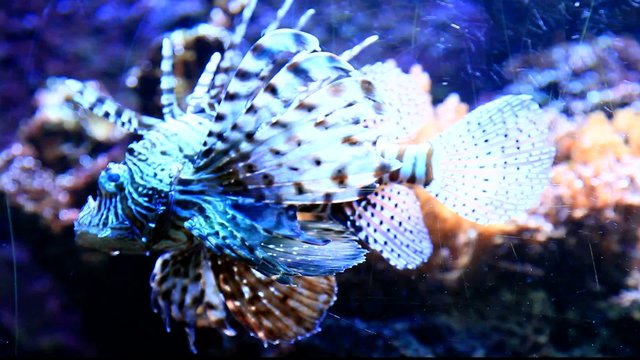 Rotfeuerfisch