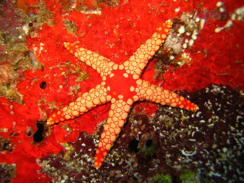 Seestern