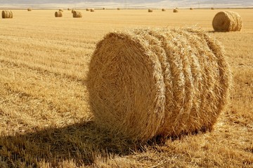 Hay round bale of dried wheat cereal