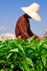Tea cultivation in north of Thailand