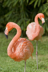 Pink Flamingo on green background