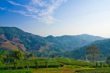 Irrigation in tea garden, north of Thailand