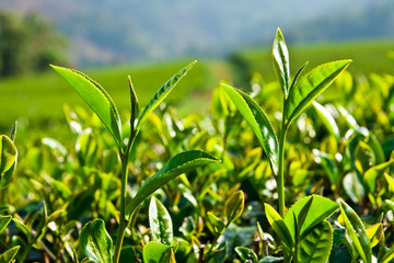 Tea leaves