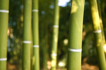 Bamboo cane green plantation