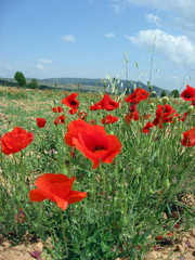 Obraz premium Amapolas en primavera,Aragón,España