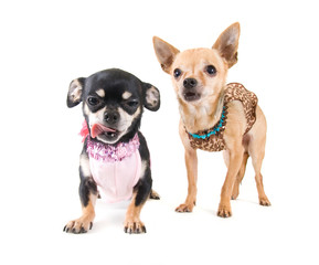 chihuahua girls