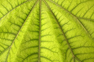 Aralia papirifera macro leaf detail Araliaceae, texture