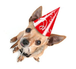 birthday dog