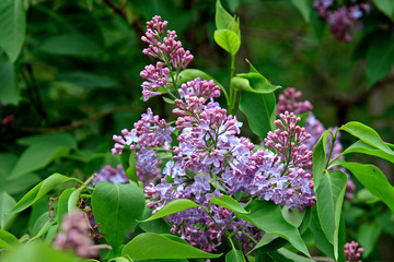 Blossoming lilac