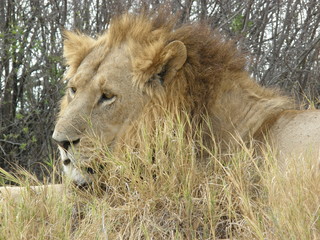 gros lion