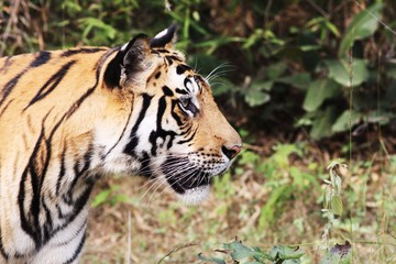 tigre portrait de profil