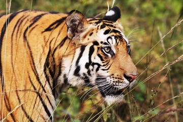 tigre portrait de 3/4