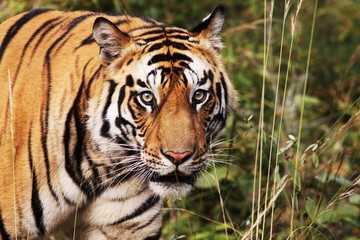 Fototapeta na wymiar portret twarz tygrys