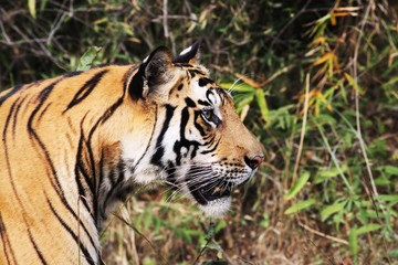 tigre portrait de profil