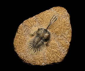 Trilobite