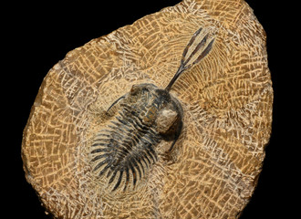 Trilobite