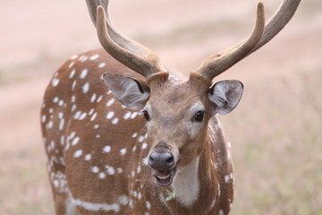 cerf axis cheetal portrait inde