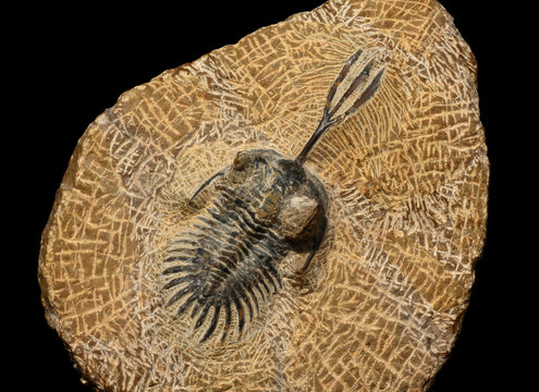 Trilobite
