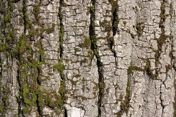 Obraz premium écorce