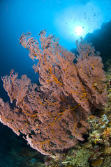 récif en Indonésie, Bunaken